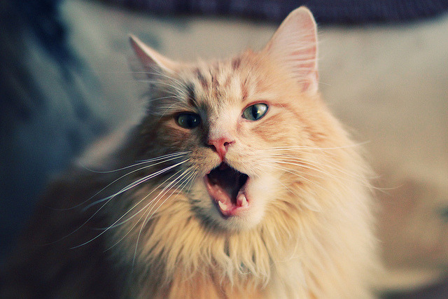 C罗贡献制胜表现，勒沃库森战术压制芬兰，一场关于个体与体系的胜利对话